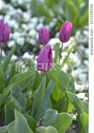 Tulip Purple Prince Tulip Purple Prince 101509108
