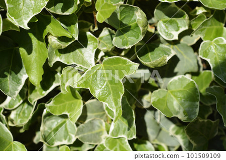 Variegated English Ivy Variegated English Ivy 101509109