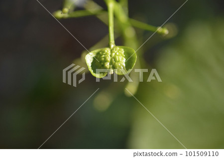 Caucasian pennycress 101509110