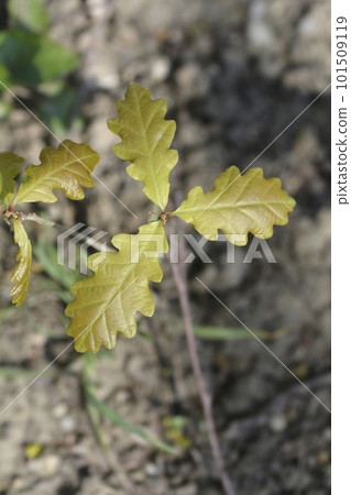 Sessile oak 101509119