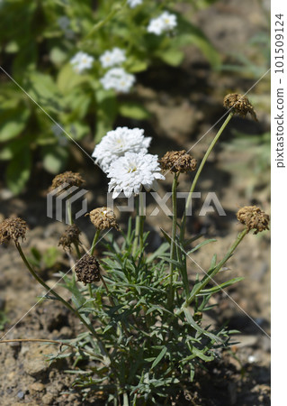 Marguerite daisy Lollipop 101509124