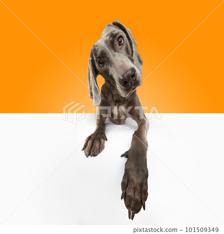 Charming dog Weimaraner with cute face posing over orange studio background. Wide angle. Clever dog face 101509349