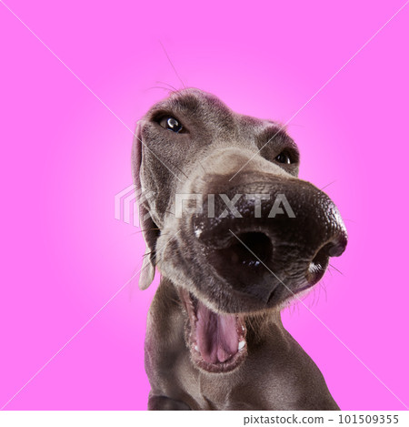 Portrait of funny smiling dog Weimaraner with brown fur and open mouth over pink studio background. Close up. Big nose of cute pet Portrait of funny smiling dog Weimaraner with brown fur and open mouth over pink studio background. Close up. Big nose of cute pet 101509355
