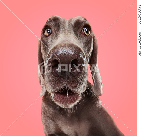 Shot of Weimaraner with big kind eyes and brown fur posing over pink studio background. Close up. Funny charming dog Shot of Weimaraner with big kind eyes and brown fur posing over pink studio background. Close up. Funny charming dog 101509358