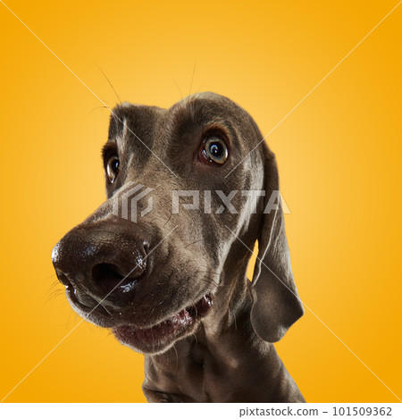 Portrait of funny dog Weimaraner with brown fur looking at camera over orange studio background. Close up. Dog after grooming procedures Portrait of funny dog Weimaraner with brown fur looking at camera over orange studio background. Close up. Dog after grooming procedures 101509362