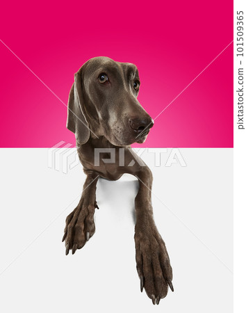 Cute pet, dog posing with big compassionate eyes over pink studio background. Brown Weimaraner fur. Best fluffy friend. Fish eye Cute pet, dog posing with big compassionate eyes over pink studio background. Brown Weimaraner fur. Best fluffy friend. Fish eye 101509365