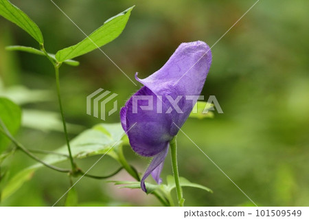 Yamatonikabuto，紫花，野草，有毒植物 101509549