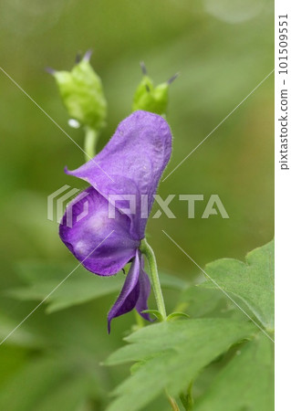 Yamatonikabuto, purple flower, wild grass, poisonous plant 101509551
