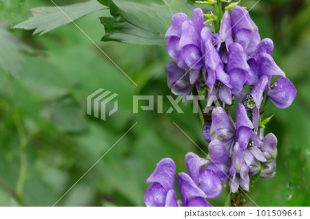 八角甲蟲紫花野草有毒植物 101509641