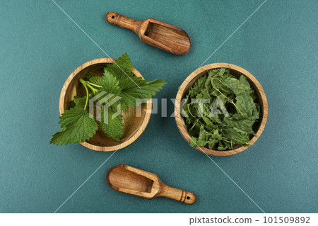 Fresh and dry nettle. Fresh and dry nettle. 101509892