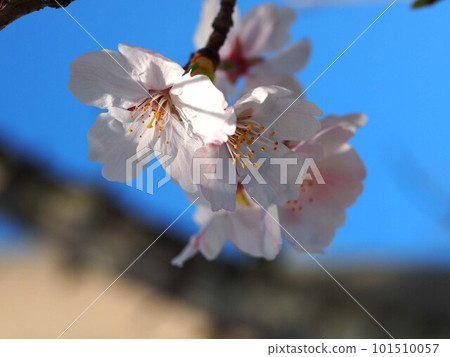 Close-up of cherry blossoms bathed in the morning sun (spring sky and Someiyoshino branch tip with flowers) Close-up of cherry blossoms bathed in the morning sun (spring sky and Someiyoshino branch tip with flowers) 101510057