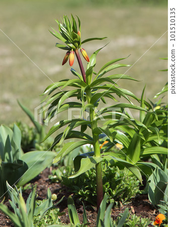 Fritillaria imperialis or crown imperial in the park with still closed blossoms. Fritillaria imperialis or crown imperial in the park with still closed blossoms. 101510135