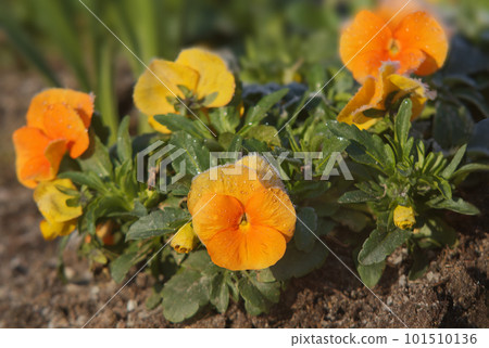 Closeup of blooming garden pansies in the park Closeup of blooming garden pansies in the park 101510136
