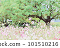 Autumn cherry field in full bloom 101510216