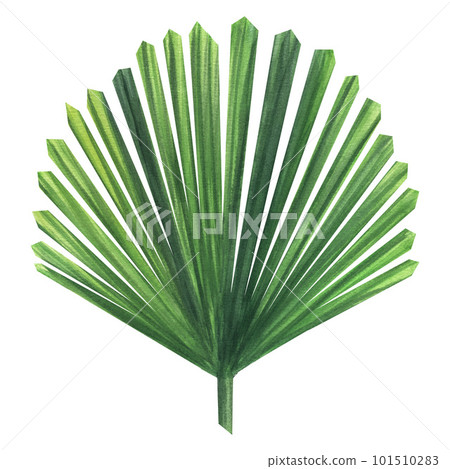 Green leaf of licuala palm. Jungle, tropical, exotic, foliage. Botanical print. Hand-drawn watercolor illustration isolated on white background Green leaf of licuala palm. Jungle, tropical, exotic, foliage. Botanical print. Hand-drawn watercolor illustration isolated on white background 101510283