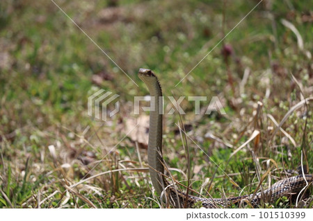 striped snake with head up 101510399