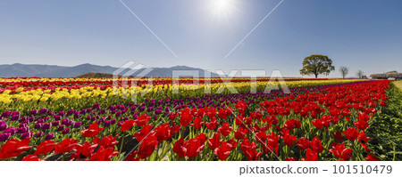 Tulips in full bloom on the riverbed Tulips in full bloom on the riverbed 101510479