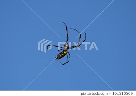 A spider that looks like it's floating in the clear sky 101510509