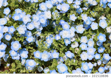 藍色的花 藍色的花 101510696