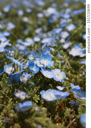 藍色的花 藍色的花 101510699