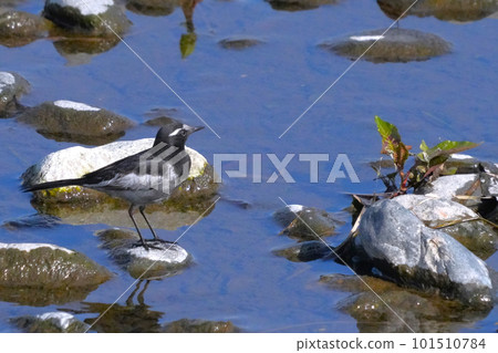 Black-backed wagtail 101510784