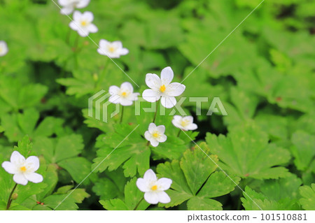 Spring flower, flaccid anemone 101510881