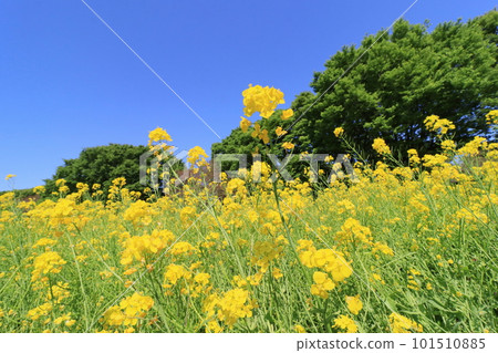 Rape blossoms shining in the blue sky 101510885