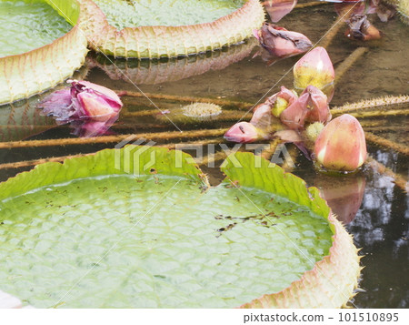 巴拉圭 Ionibus 學名：Victoria cruziana 101510895