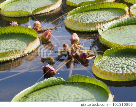 巴拉圭 Ionibus 學名：Victoria cruziana 101510896