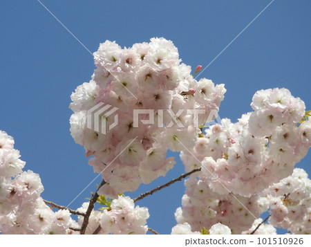 櫻花在花色中變化 櫻花在花色中變化 101510926