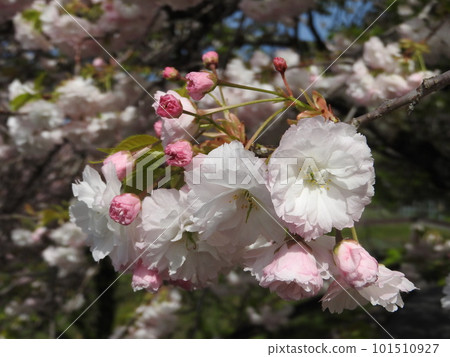 櫻花在花色中變化 101510927