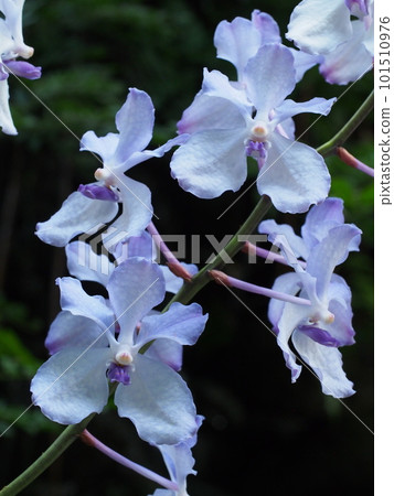 藍聯藍（Cerulea） 101510976