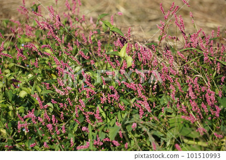 Persicaria longise Persicaria longise 101510993