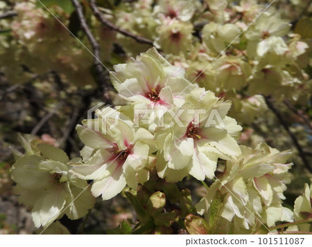 "Ukonzakura" that blooms pale yellowish green flowers 101511087