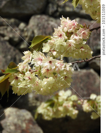 "Ukonzakura" that blooms pale yellowish green flowers "Ukonzakura" that blooms pale yellowish green flowers 101511089