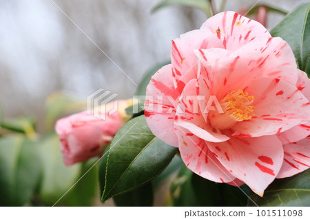 Large camellia Camellia flower Large camellia Camellia flower 101511098