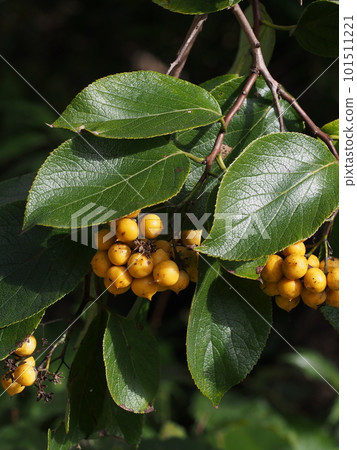 Yellow fruit of the mulberry tree Yellow fruit of the mulberry tree 101511221