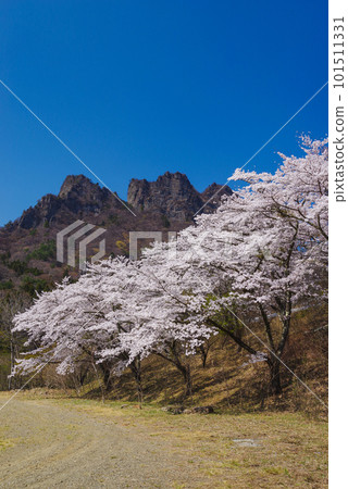 盛開的櫻花和Myogi山 盛開的櫻花和Myogi山 101511331