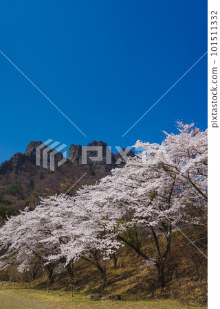 盛開的櫻花和Myogi山 盛開的櫻花和Myogi山 101511332