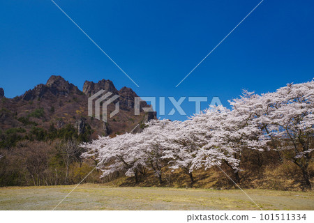 Cherry blossoms in full bloom and Myogi mountain 101511334