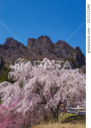 盛開的櫻花和Myogi山 101511346