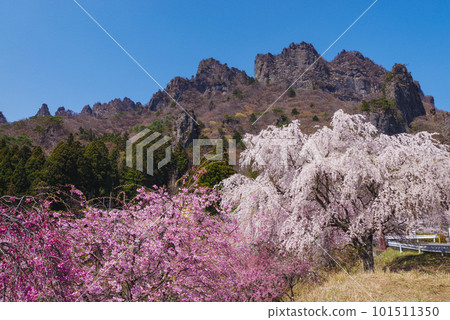 Cherry blossoms in full bloom and Myogi mountain Cherry blossoms in full bloom and Myogi mountain 101511350
