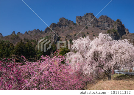 Cherry blossoms in full bloom and Myogi mountain 101511352