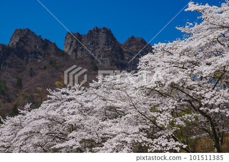 Cherry blossoms in full bloom and Myogi mountain 101511385