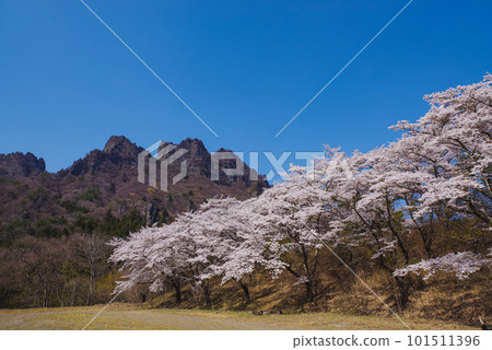 Cherry blossoms in full bloom and Myogi mountain 101511396