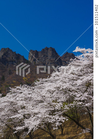 盛開的櫻花和Myogi山 101511402