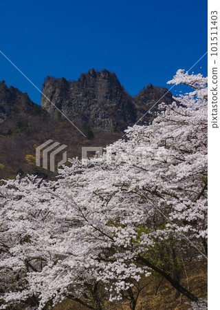 盛開的櫻花和Myogi山 101511403