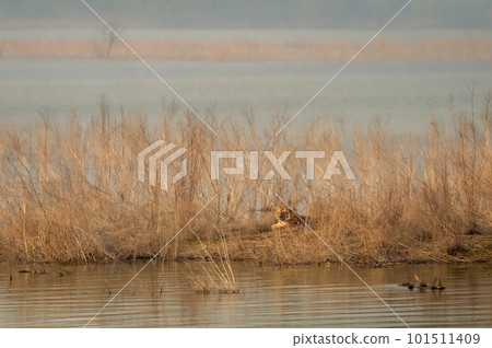 wild bengal female tiger or panthera tigris sitting near ramganga river shore in golden hour evening light in outdoor wildlife safari at dhikala jim corbett national park forest uttarakhand india 101511409