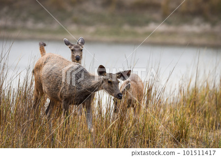 alert female sambar deer or rusa unicolor side profile closeup with family in background in natural habitat at kanha national park forest or tiger reserve madhya pradesh india asia alert female sambar deer or rusa unicolor side profile closeup with family in background in natural habitat at kanha national park forest or tiger reserve madhya pradesh india asia 101511417