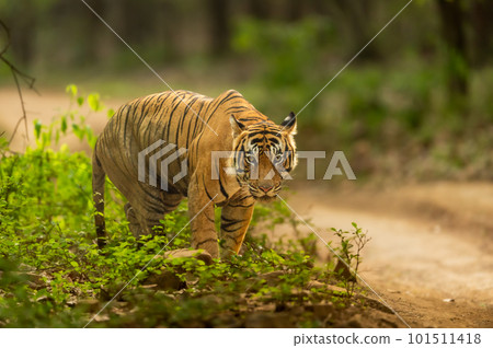 eye level shot of wild male bengal tiger or panthera tigris portrait in action with eye contact in natural green background safari at ranthambore national park forest sawai madhopur rajasthan india 101511418